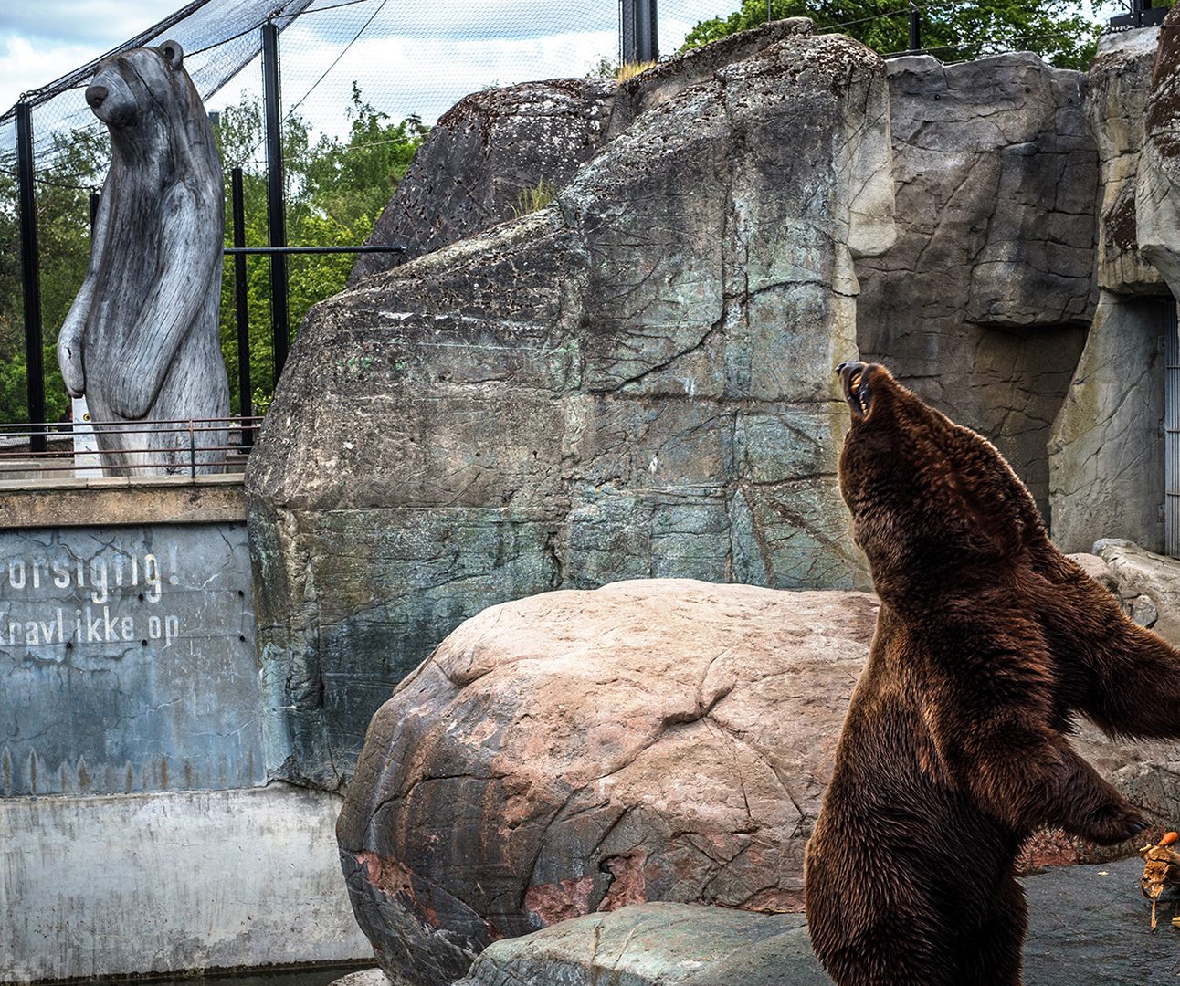 A brown bear in a zoo enclosure stood on hind legs twisting its neck