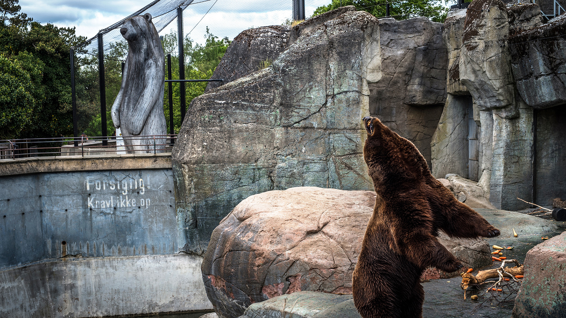 A brown bear in a zoo enclosure stood on hind legs twisting its neck