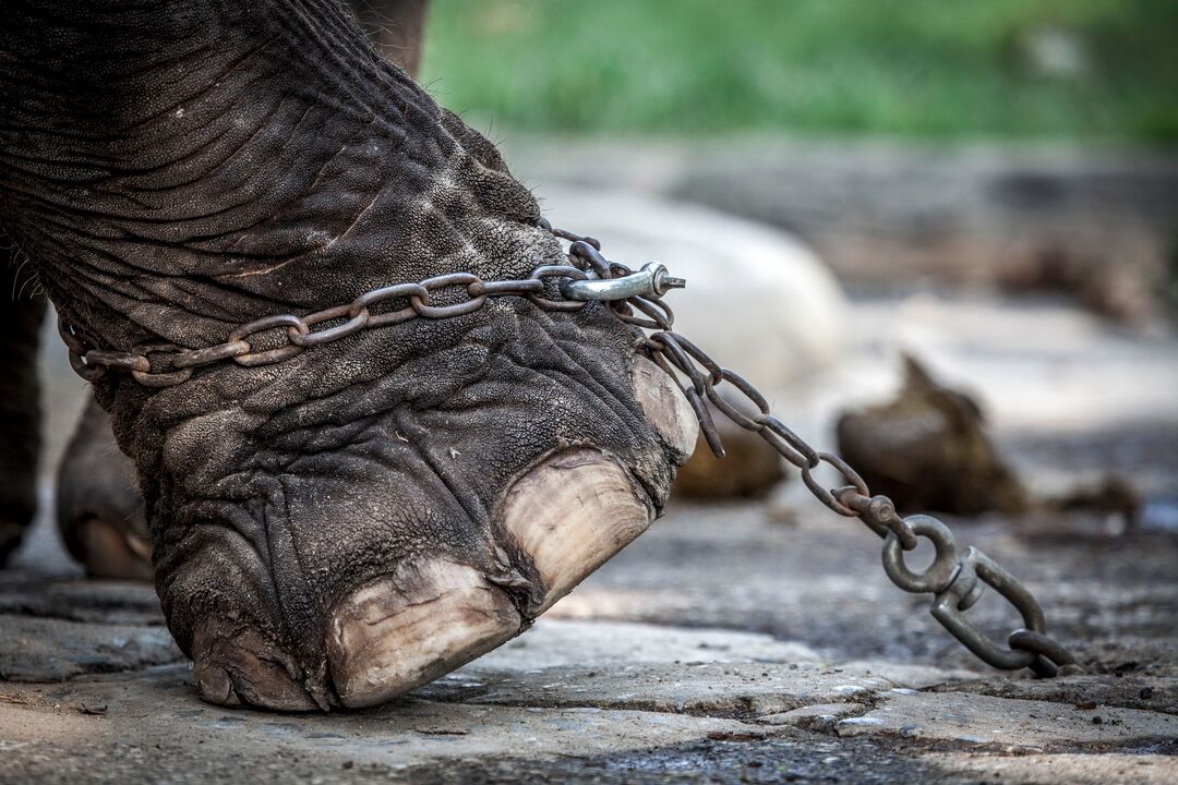 Photo of an elephant foot with a chain stuck in the ground wrapped around it.