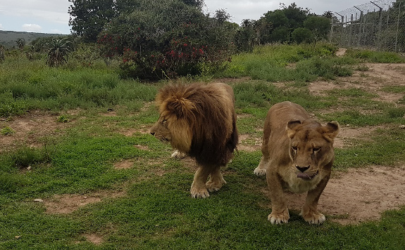 Achee and Sinbad
