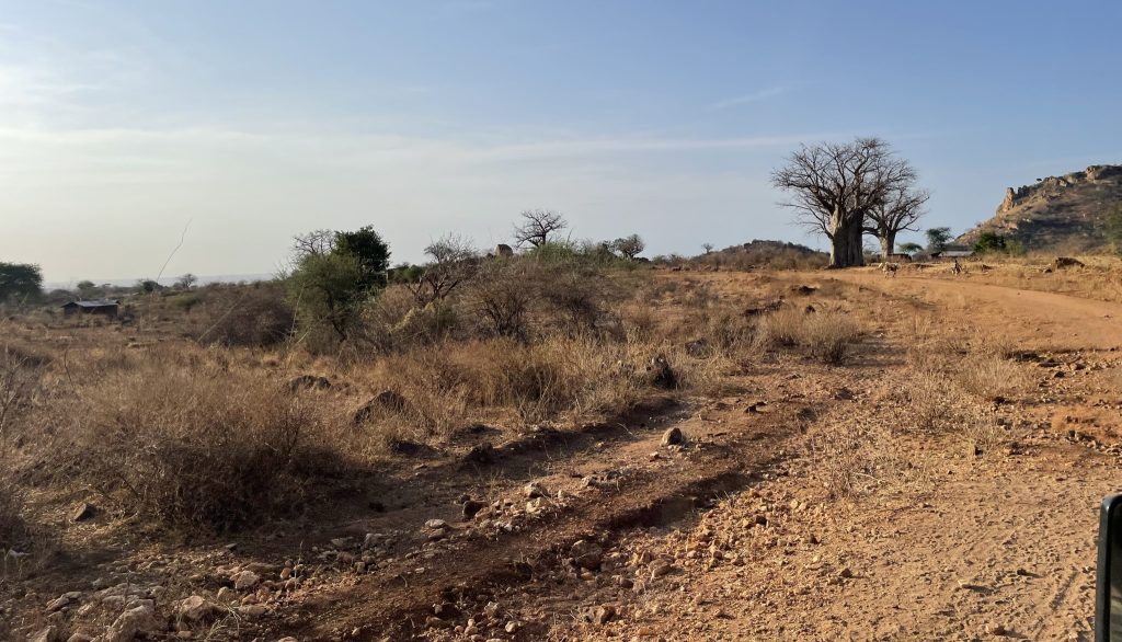 An arid landscape with leaf-less trees and a dirt track