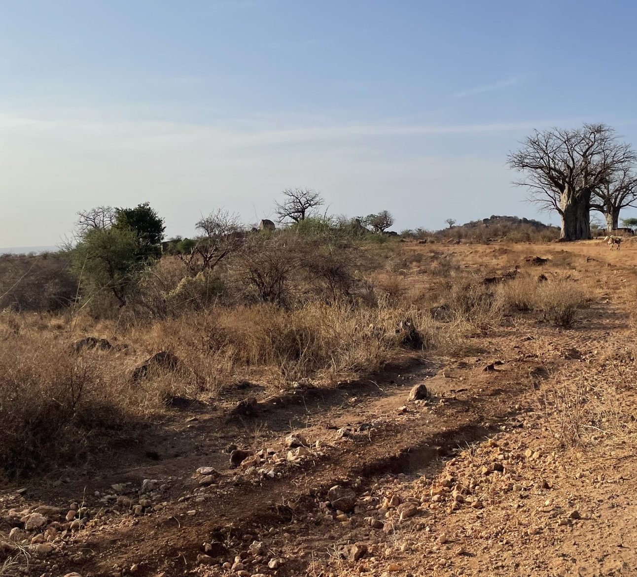 An arid landscape with leaf-less trees and a dirt track