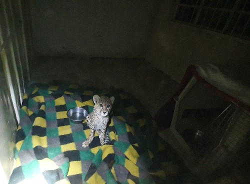 A photo of a young cheetah sitting in a dark room.