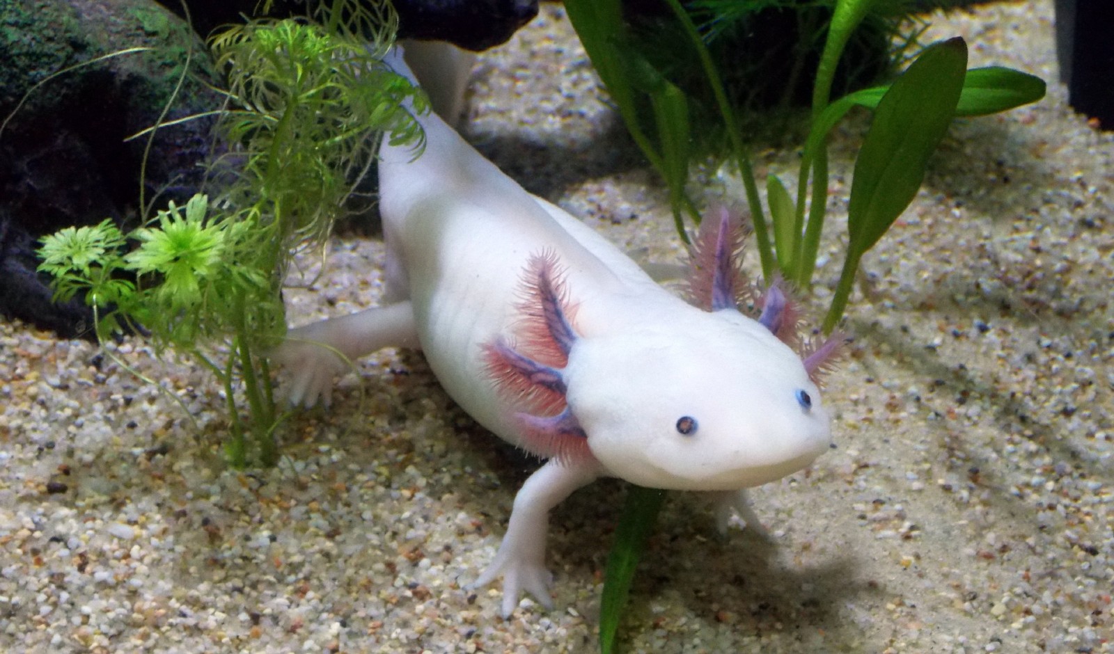 A photo of a white axolotl in a tank, with green aquatic plants.