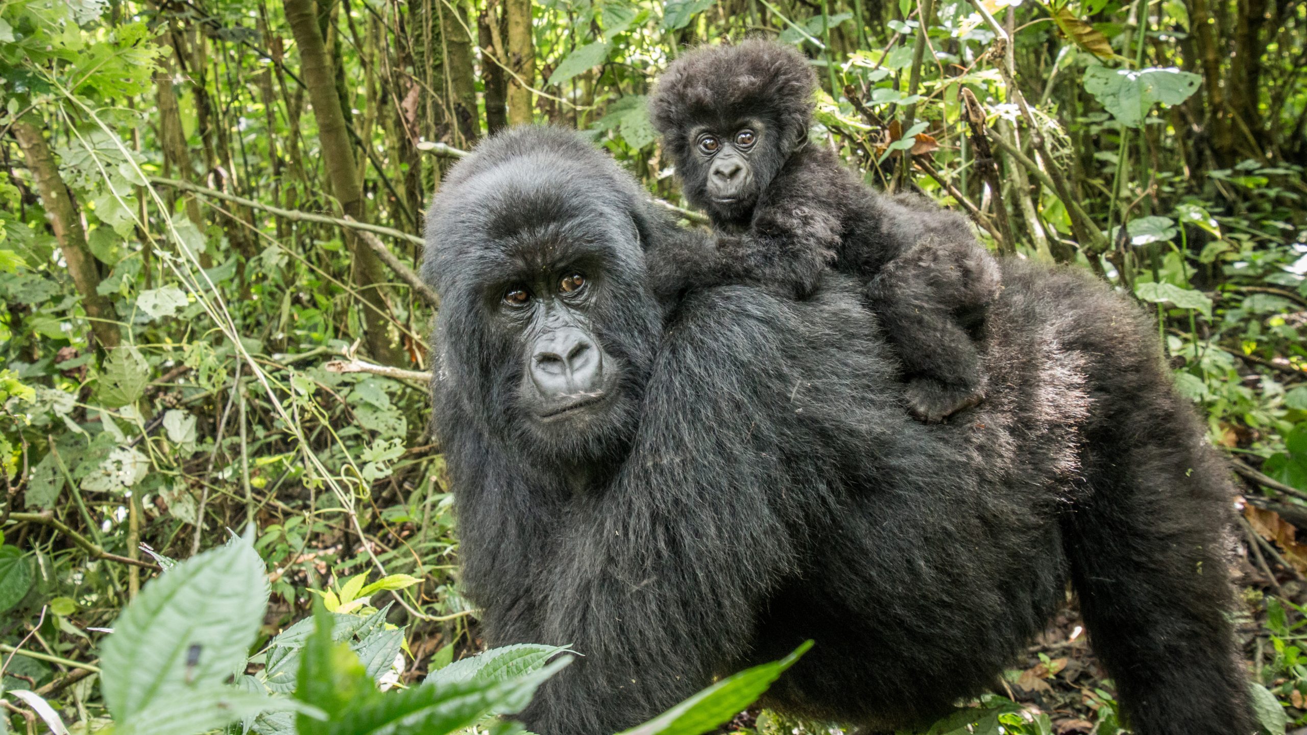 A mountain gorilla with a baby mountain gorilla being carried on its back in the forest
