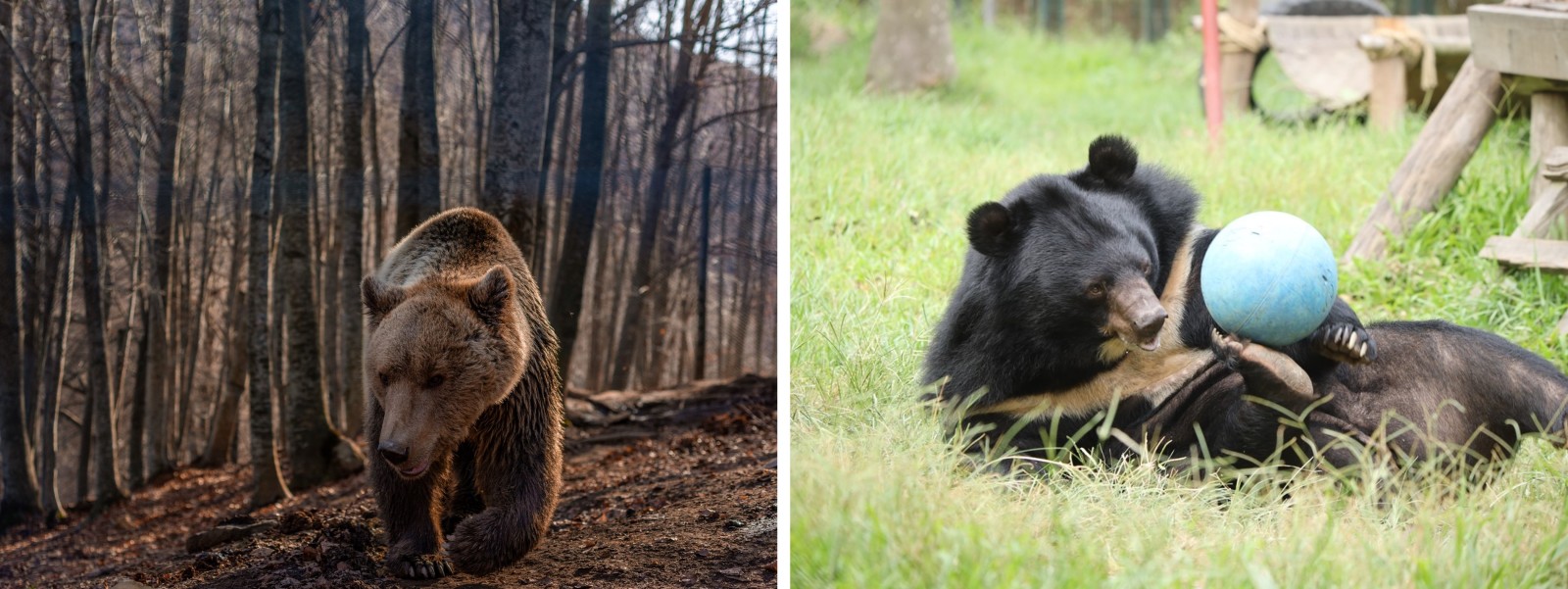 Two photos next to each other - on the left is a brown bear walking through a forest. On the right is a moon bear playing with a ball.