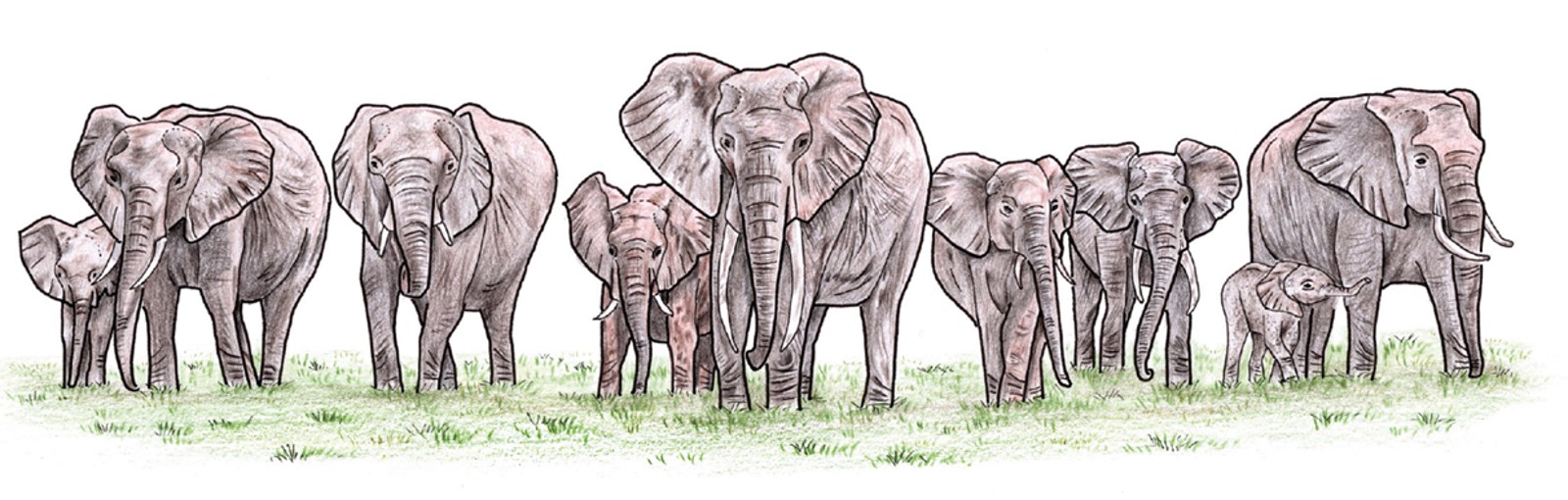 An illustration showing a family of elephants.