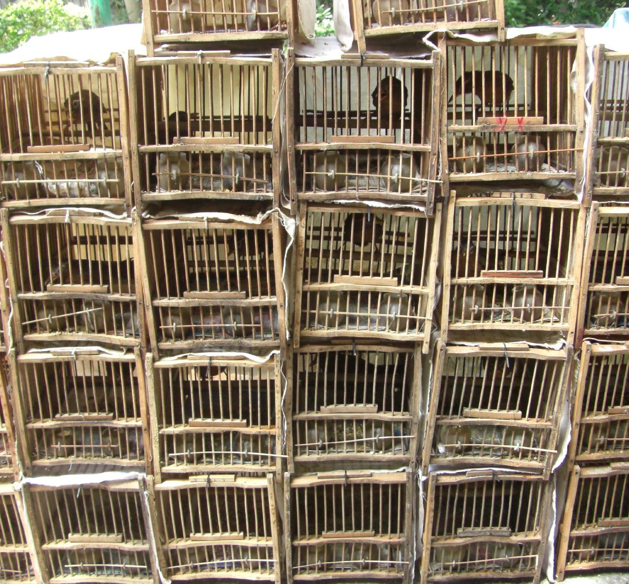 A large stack of cages of animals