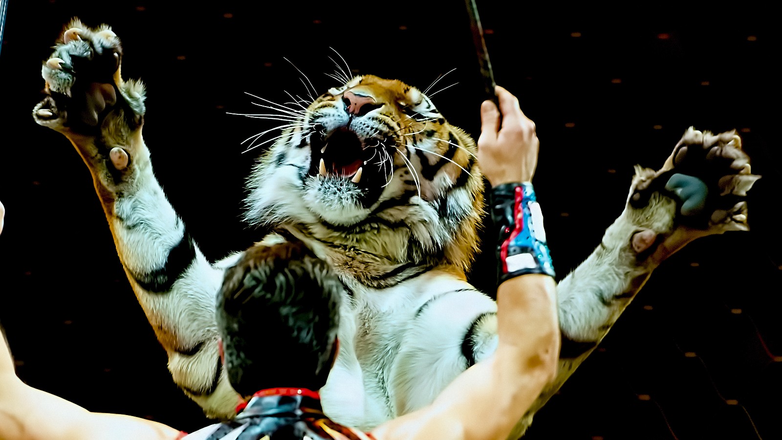 A tiger taking part in a circus performance