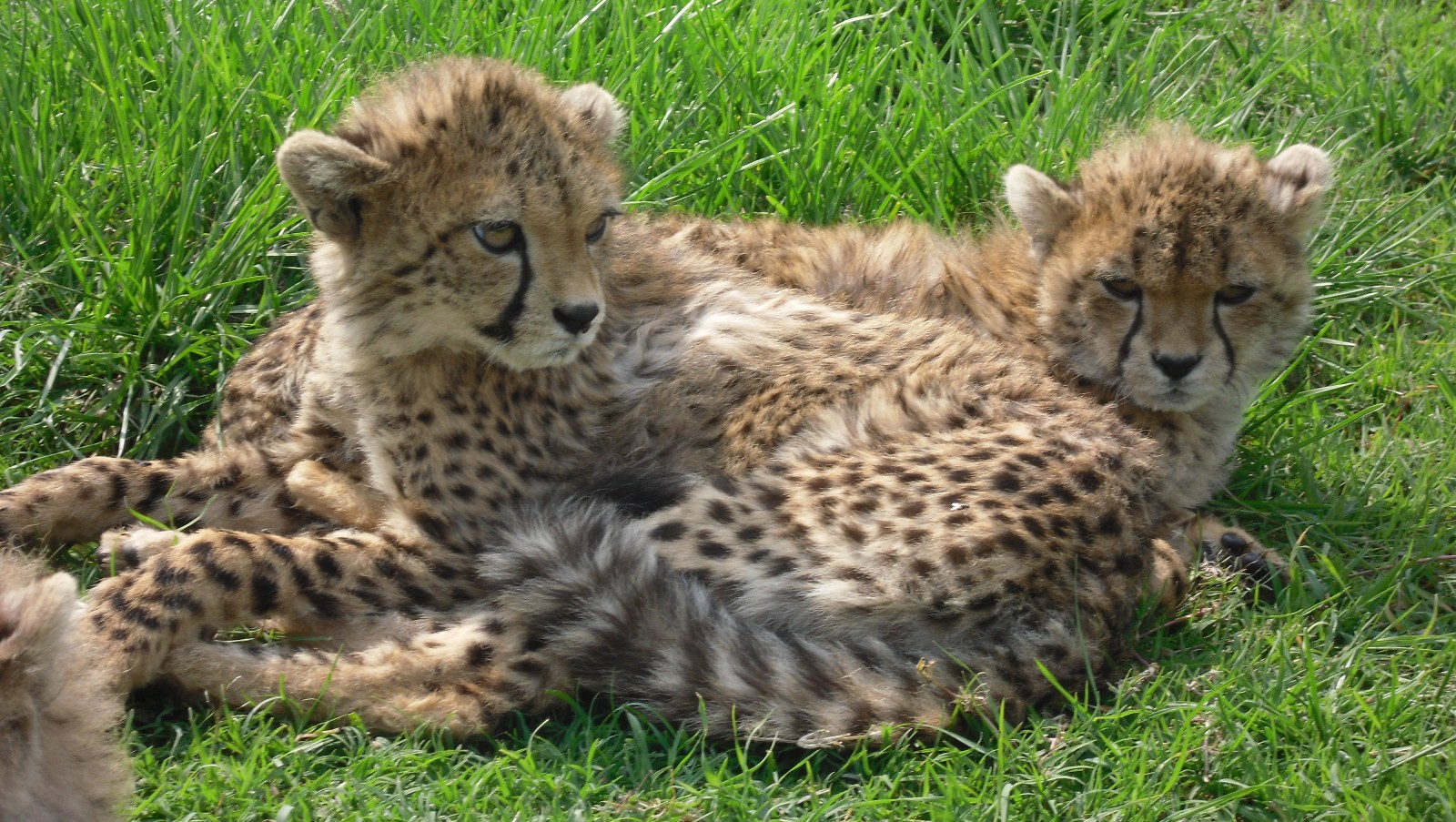 A photo of two young cheetah cubs snuggled up together in some grass