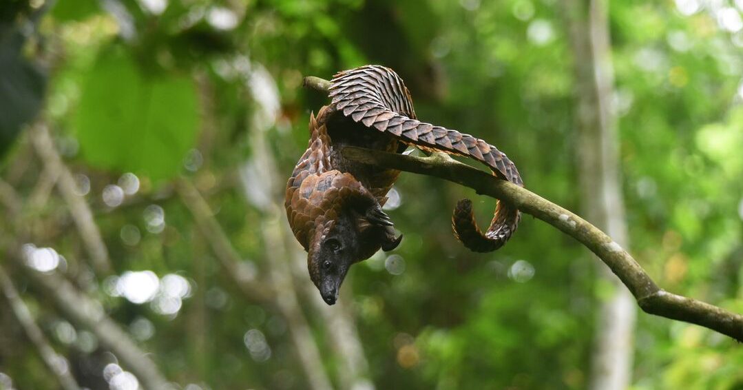 A pangolin clinging upside down on a tree branch