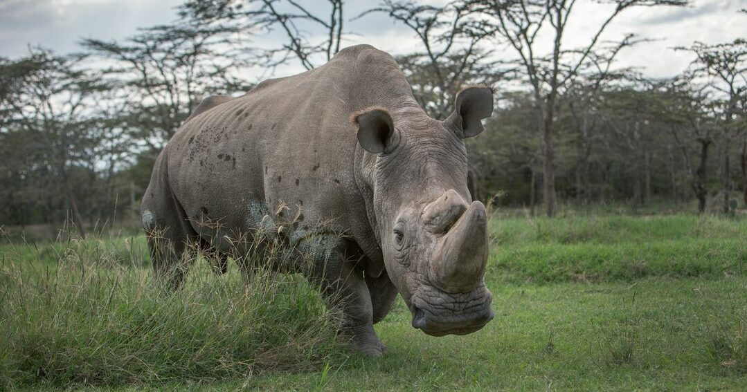 A large adult rhino in lush green surroundings