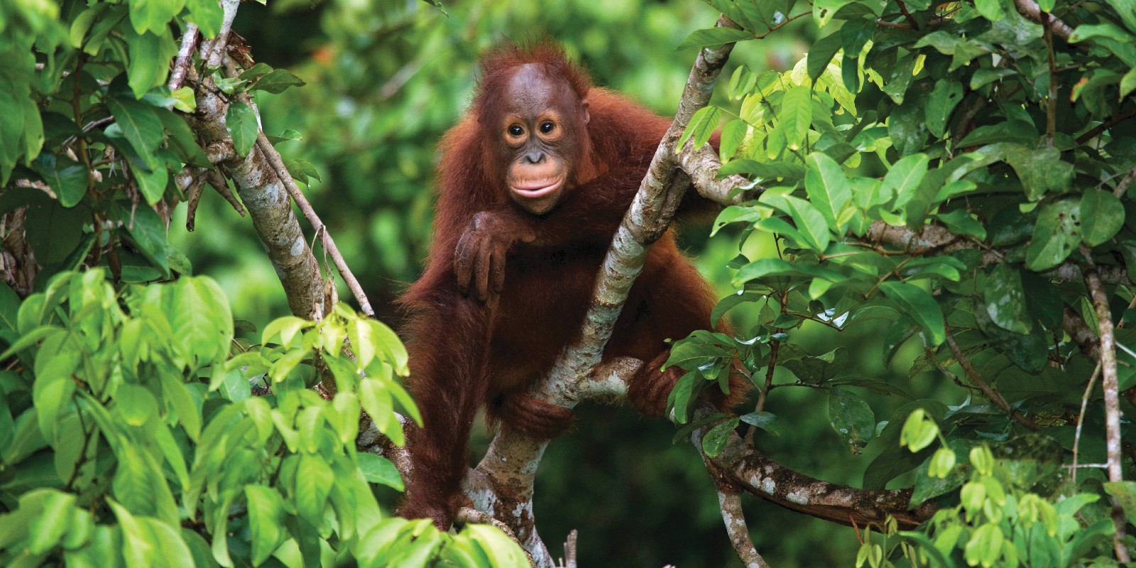 A photo of a young orangutan sitting in a tree.