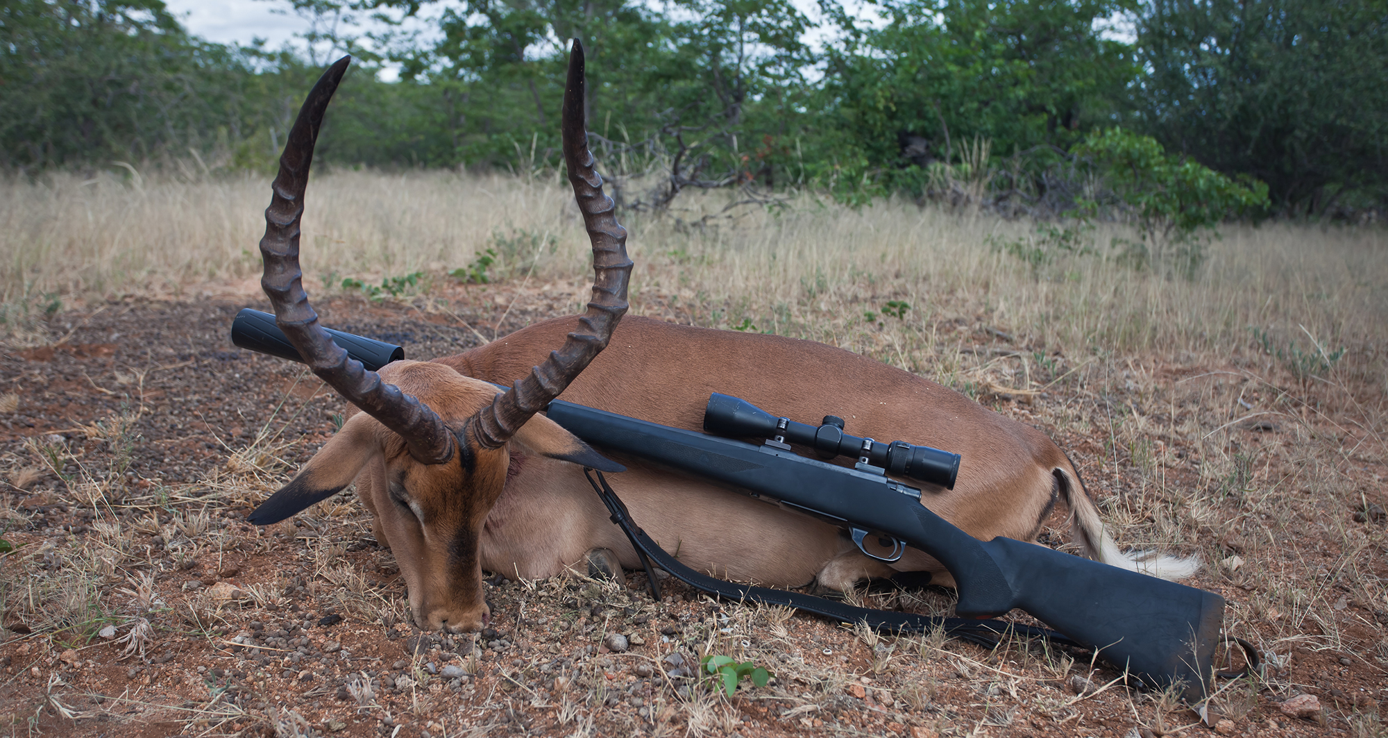 An impala killed for sport, with a rifle laying across its back