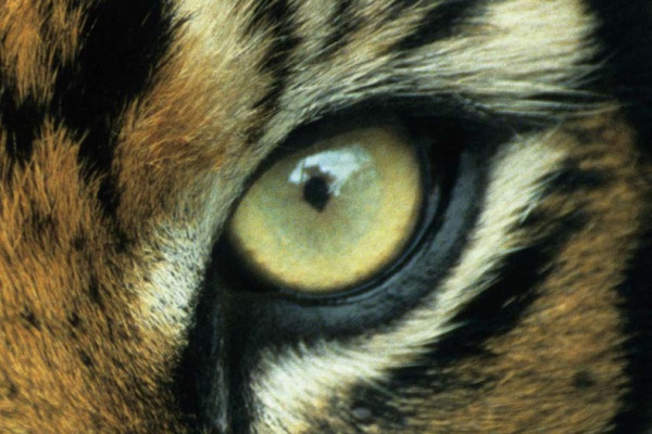 A close-up image of a tiger's eye
