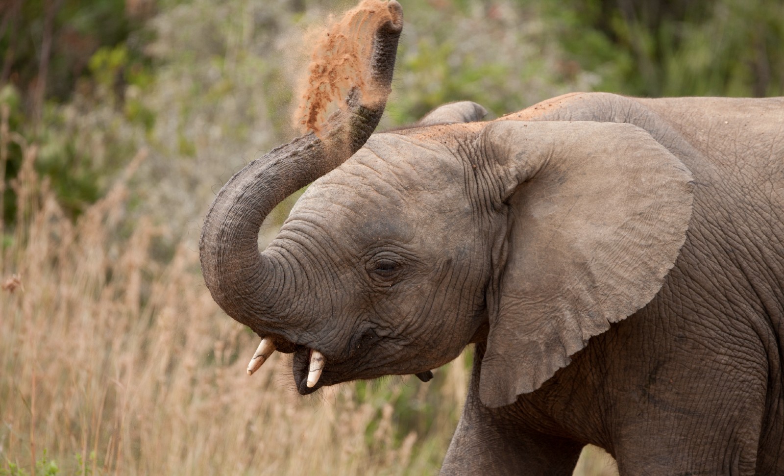 A photograph of a young elephant, with its trunk raised up in the air, spraying brown dust