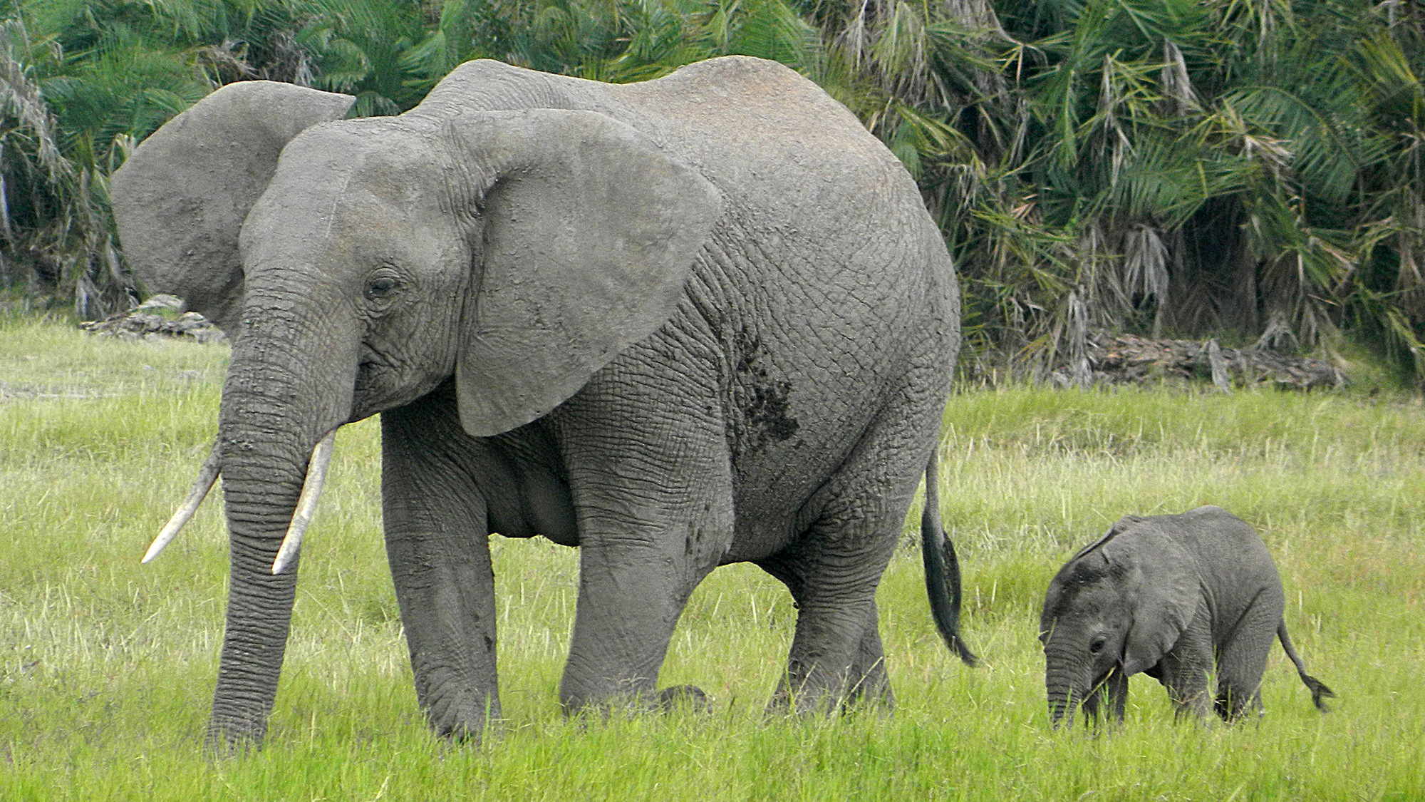 Emily Kate the elephant stood next to her young baby Ewok