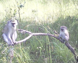 Monkey rescue in Zambia - Born Free