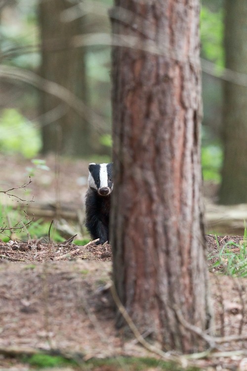 A photo of a badger peeking out from behind a tree in woodland.