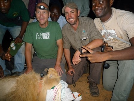 Hans Bauer, with a group of colleagues attaching a satellite collar to a lion.