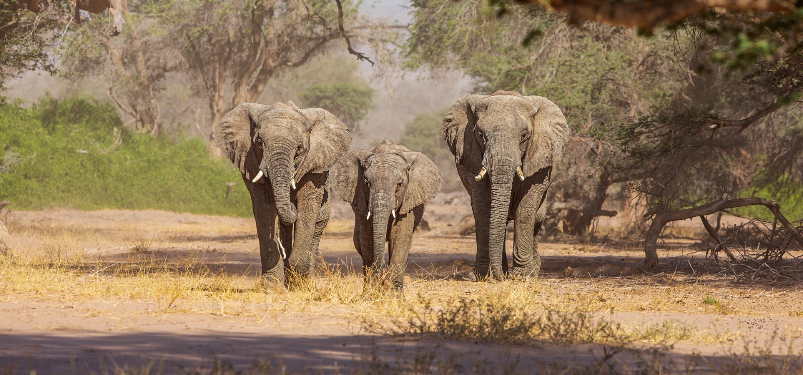 A photo of three elephants walking through a Namibian landscape.