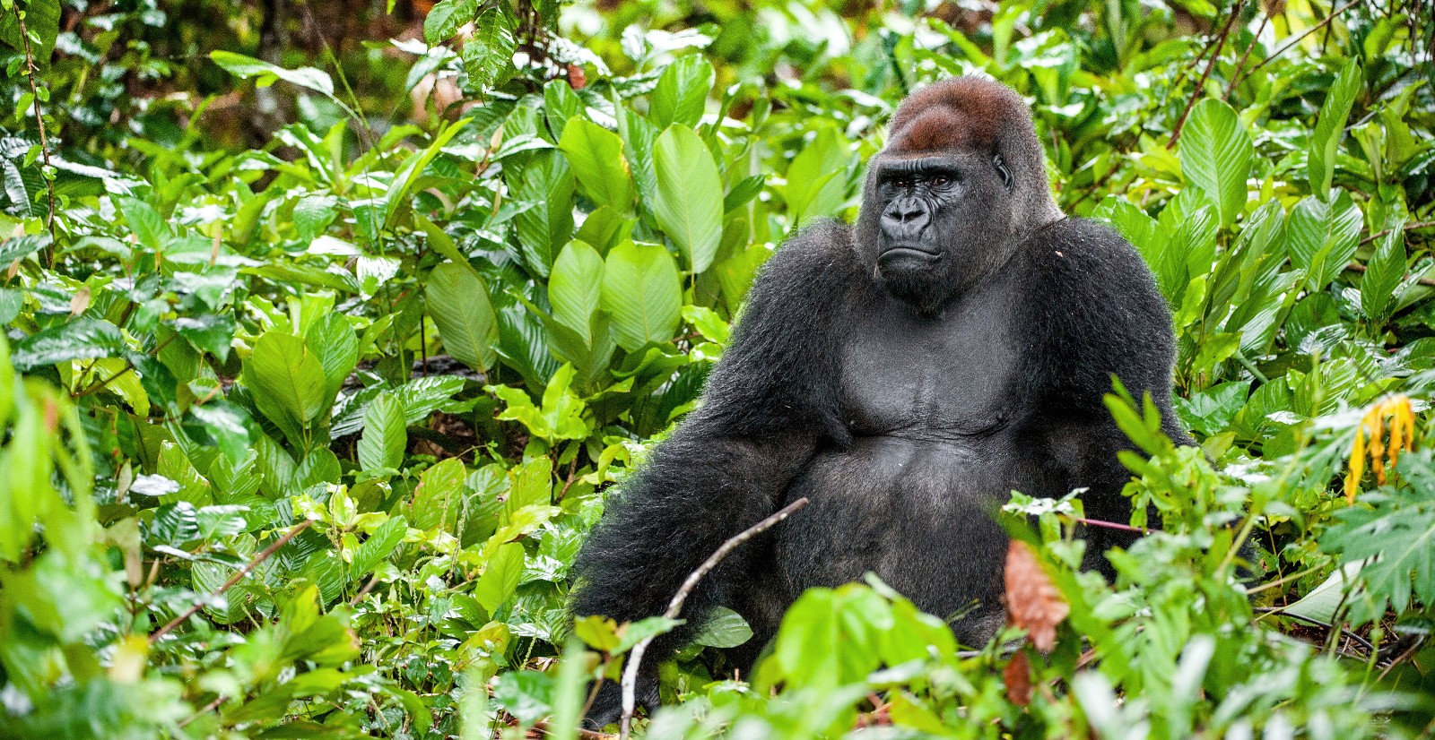 A photo of a large adult gorilla sitting in the dense green undergrowth of the forest
