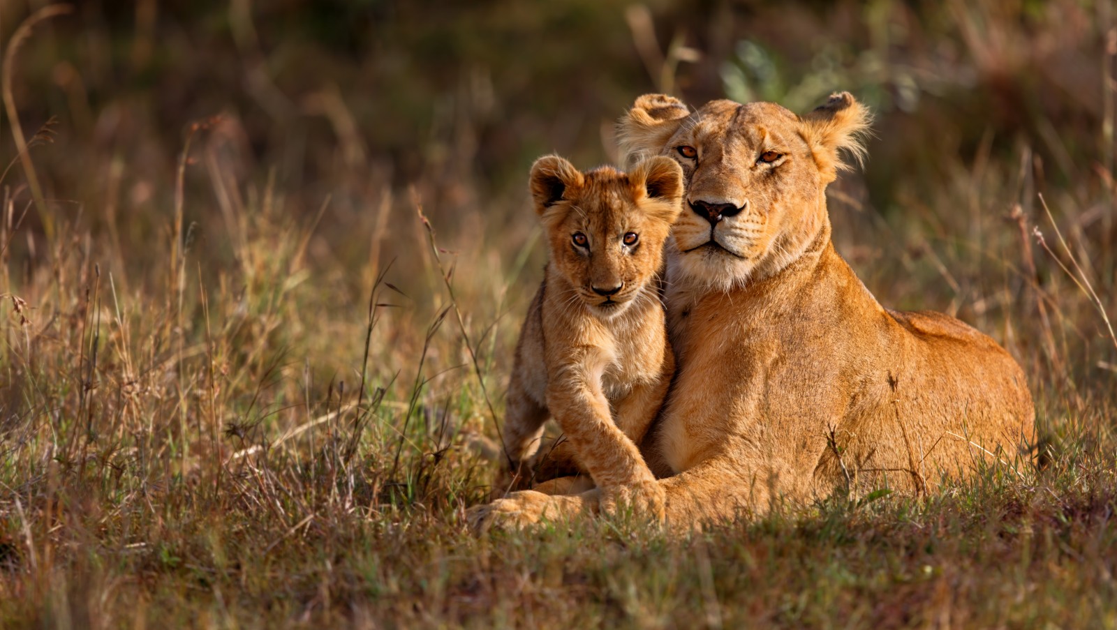 A photo of a lioness and cub lying in the long grass