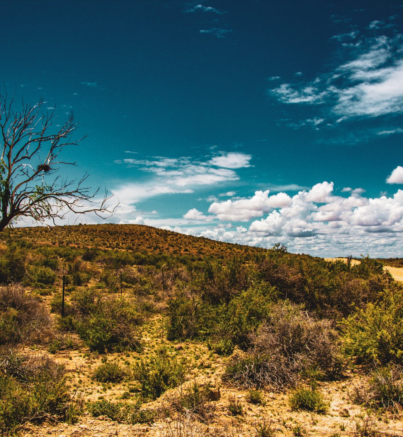A shot of the African landscape during a drought with dry ground and a bare tree