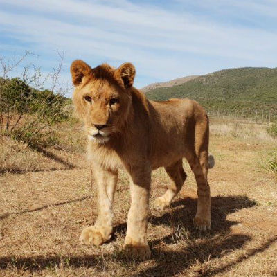 Adopt King the Lion  Adoption Pack Included - Born Free