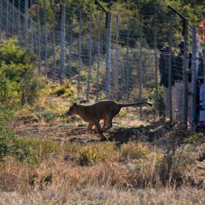 A young lions running out of a travel crate into the African bush