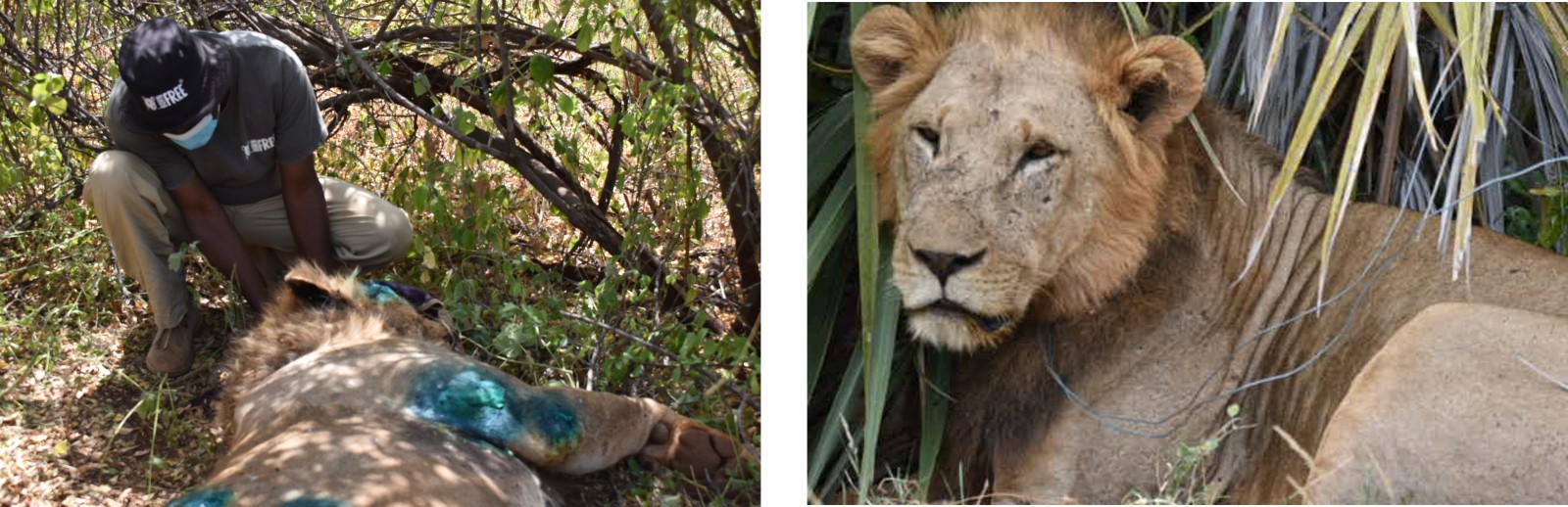 Two images of lions. On the left an injured lion is lying on the ground with blue paint on his wounds. He is being tended to by a veterinary professional. On the right a male lion recovers in the long grass after his anaesthetic.