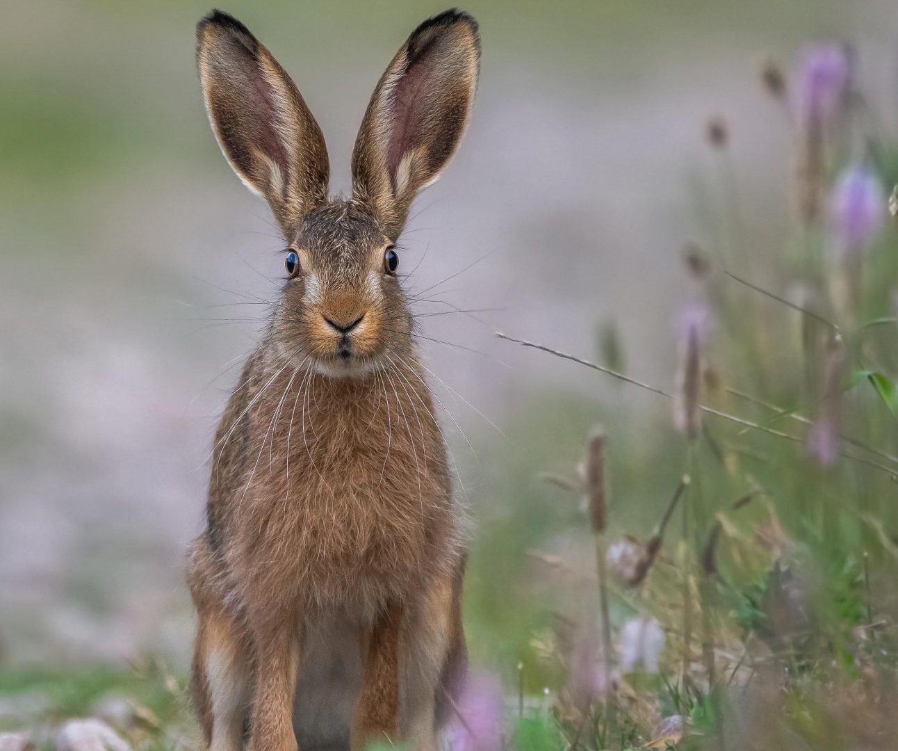 A hare sitting in a meadow of long grass and wild flowers