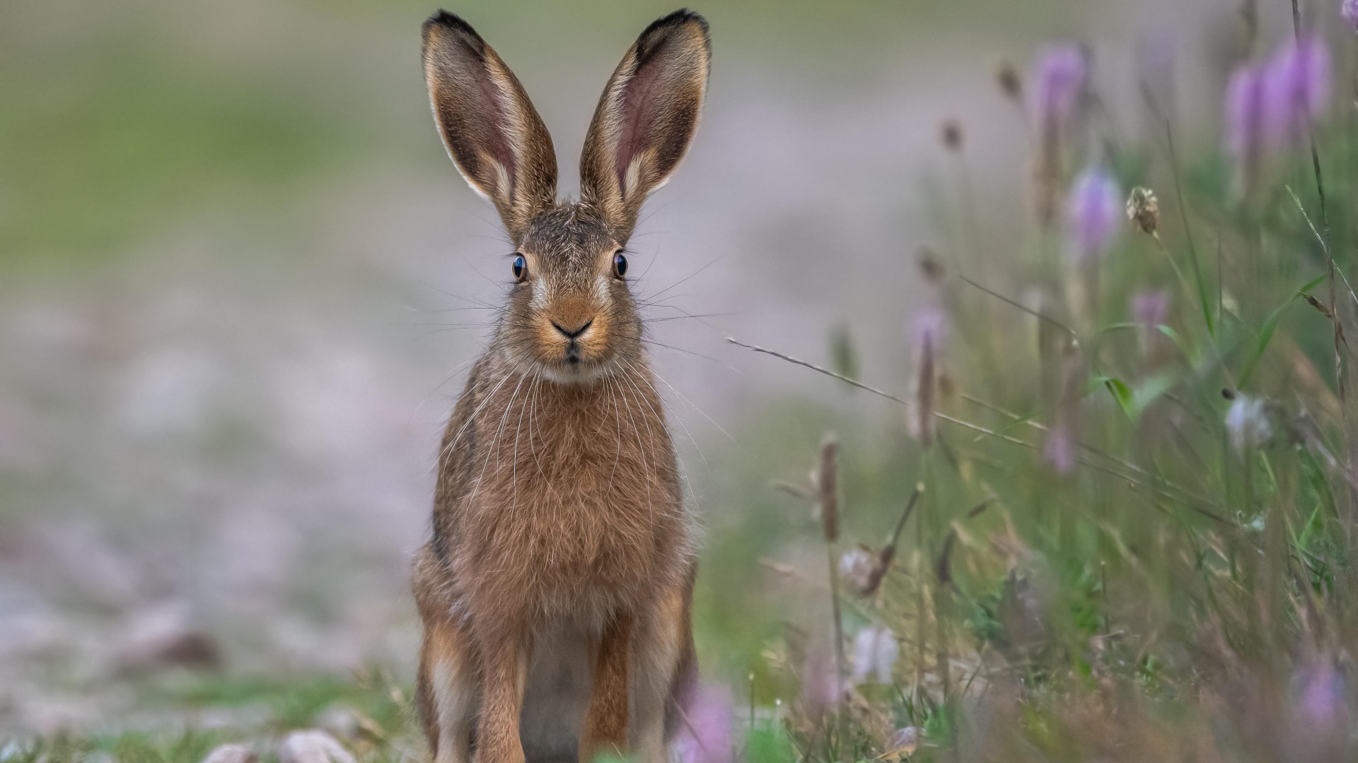 A hare sitting in a meadow of long grass and wild flowers