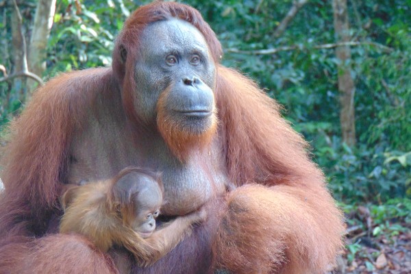 A photo of an adult orangutan tenderly holding a tiny baby orangutan. Green trees and shrubs in the background