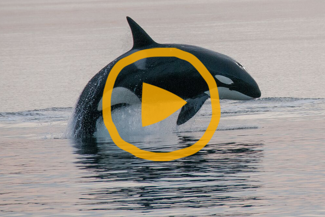 An orca leaping out of the water with a play button overlaid