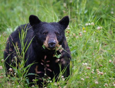 A photograph of a black bear in a meadow with green grass and wild flowers