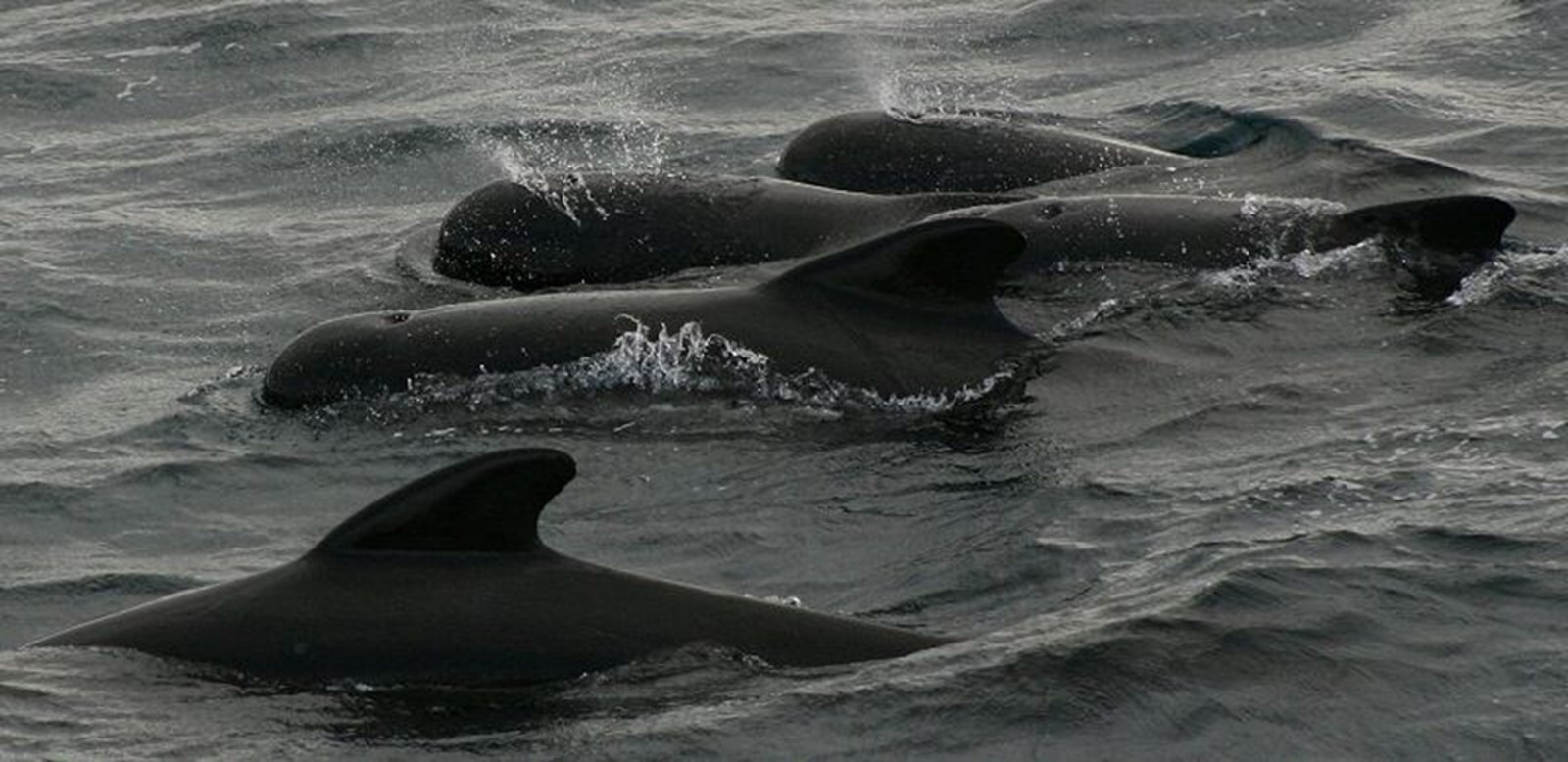 A photo of a group of pilot whales in the ocean