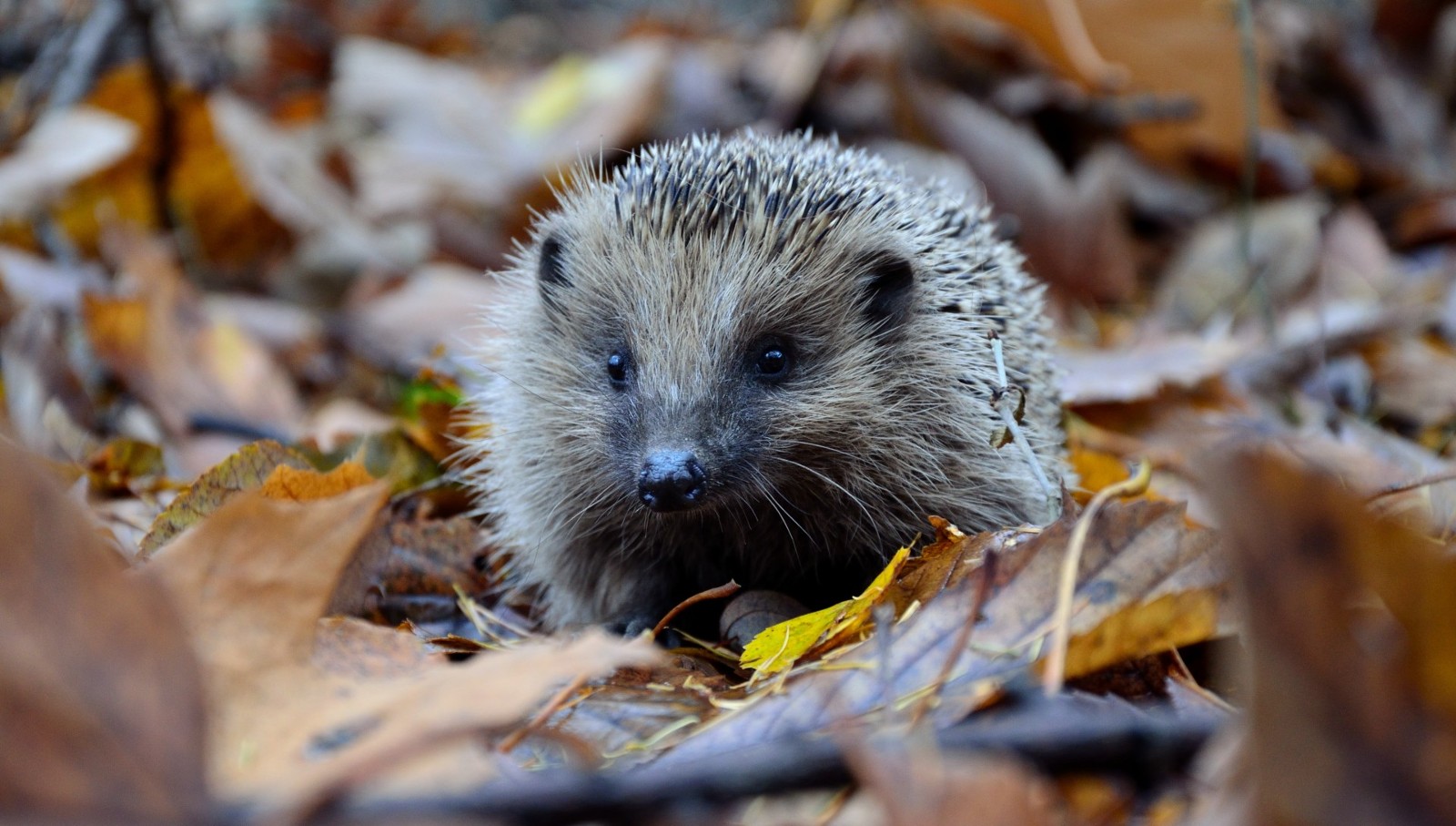 A photo of a hedgehog amongst a pile of dried leaves