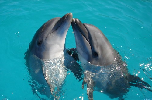Two dolphins in a pool. Both are upright with their heads out of the water, beaks touching.