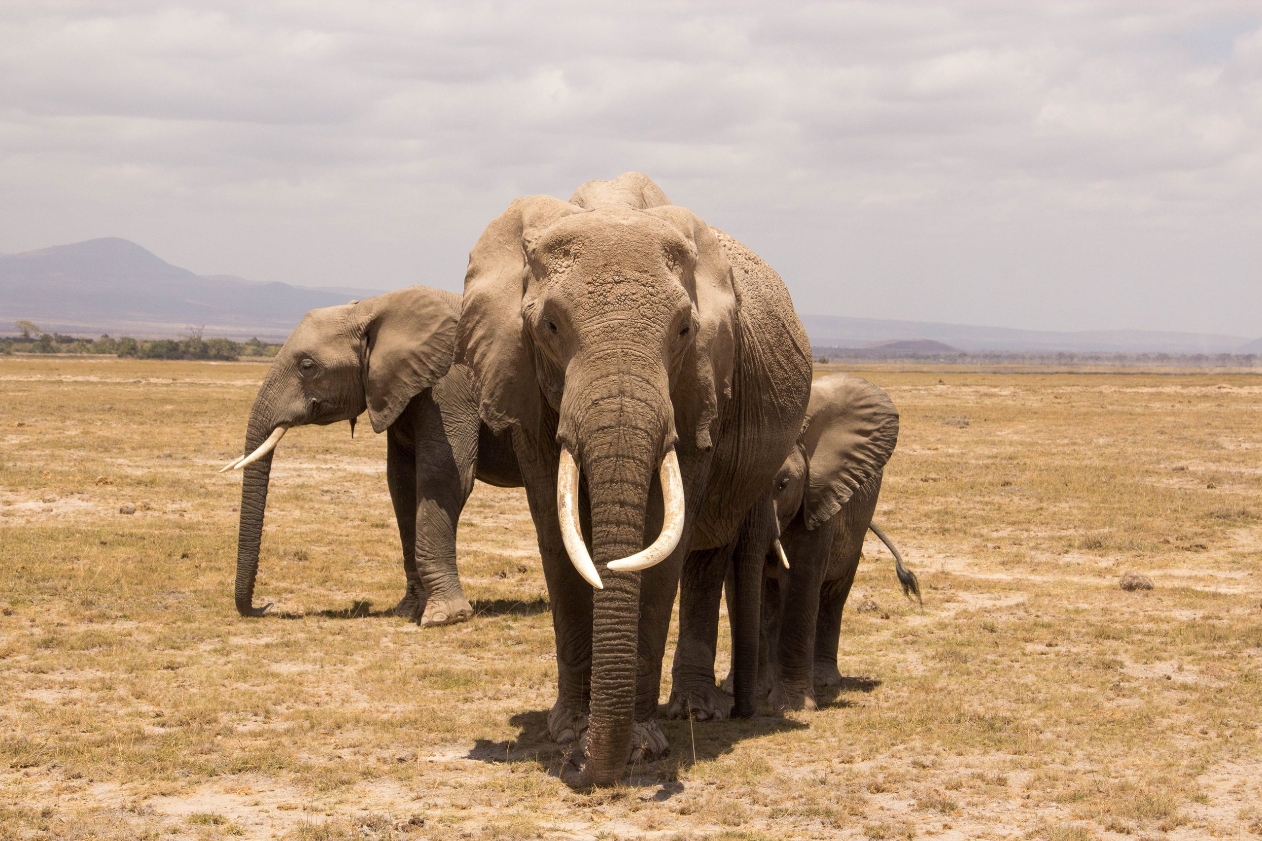 One adult elephant looking directly at the camera, there is a baby elephant standing behind her to the right and another older elephant to the left. 