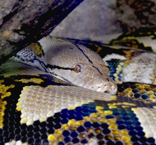 A reticulated python curled up by a piece of tree bark.