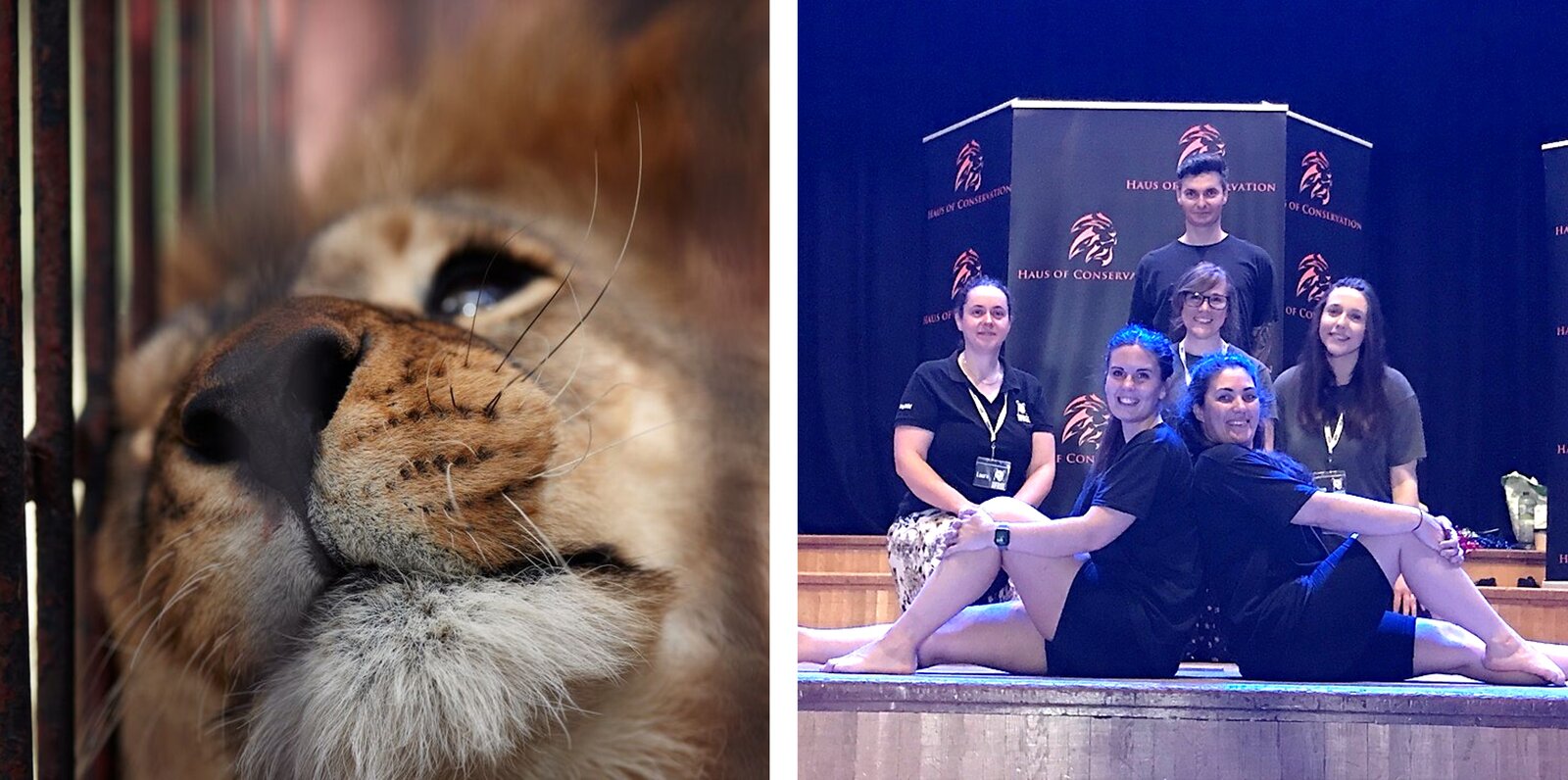 Two photos side by side: One shows a captive lion sleepily looking through bars and the other shows a group of dancers on stage
