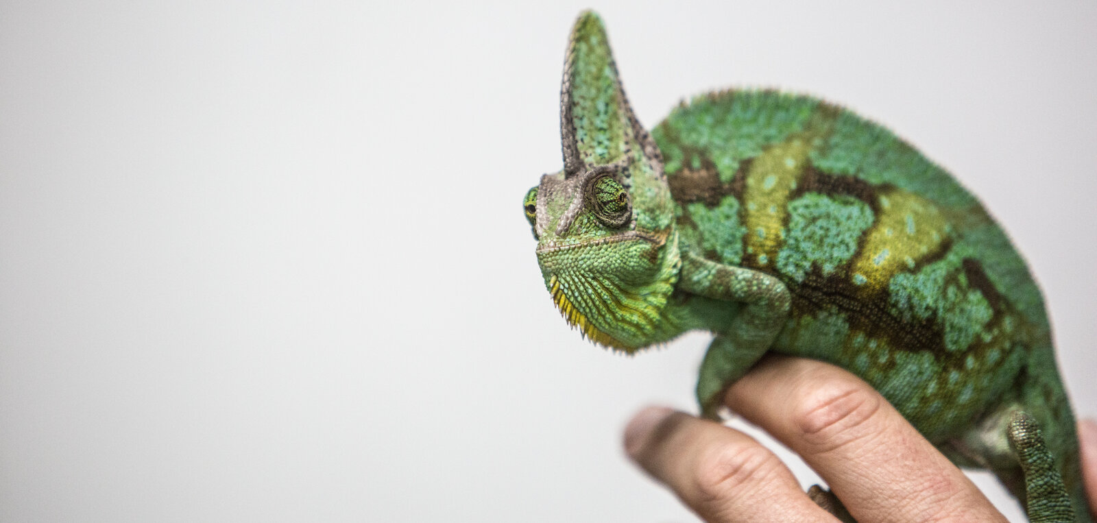 A photo of a man's hand holding a green chameleon 