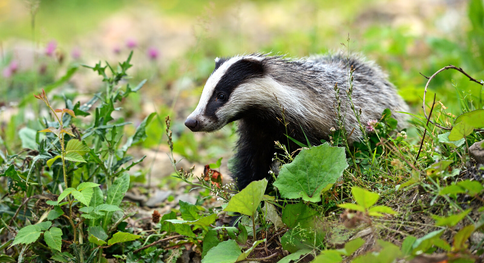 A photo of a badger in the undergrowth