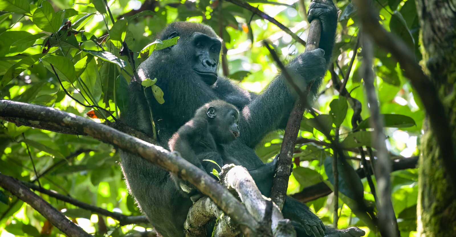 A photo of an adult gorilla and baby high in the branches of a leafy green tree.