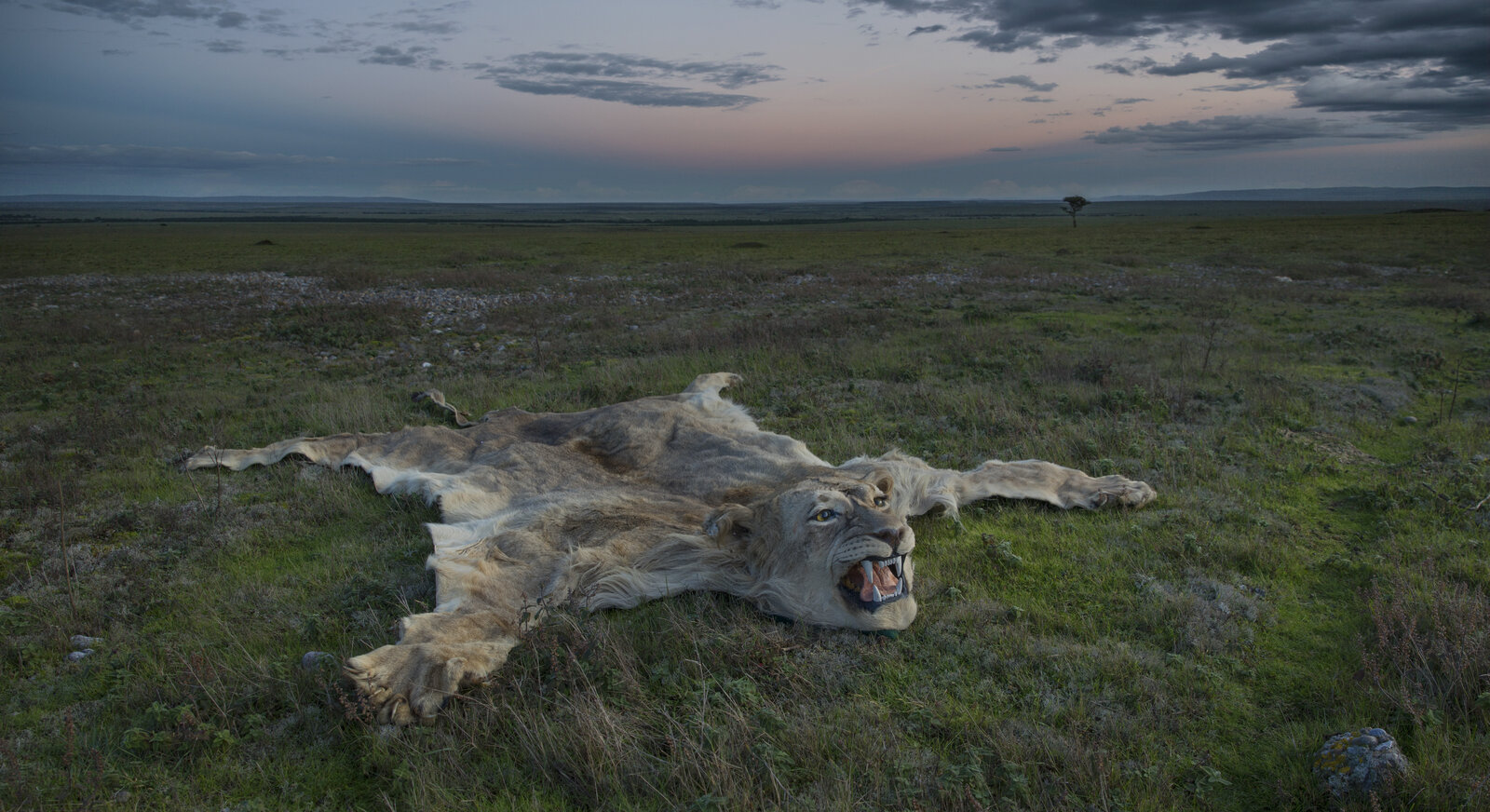 A computer generated photographic image of a lion skin lying in the African savannah in the style of an animal trophy rug