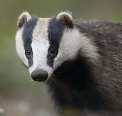 A close up photo of a badger