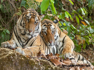 Two tigers sitting together