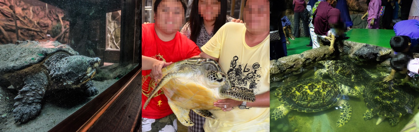 Three photos of captive animals. Left to right: A dolphin in a small tank; an orangutan wearing human clothes and riding a bike; a solitary elephant in a barren enclosure.