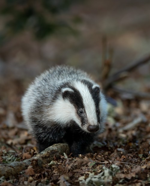 A photo of a badger walking through woodland.